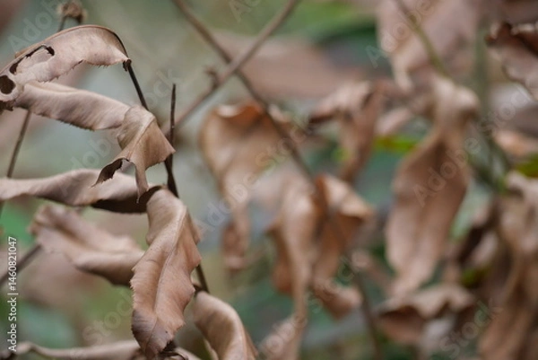 Fototapeta A blurred background adds depth and focus, enhancing subject clarity in photos or visual designs.