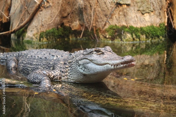 Obraz Alligator