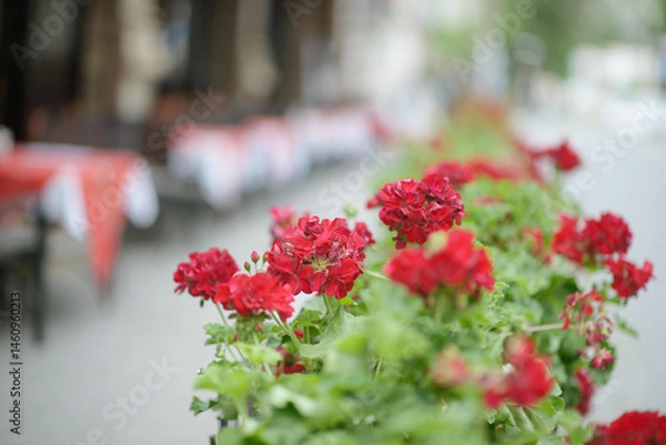 Fototapeta Vibrant red geranium flowers bloom in a decorative planter along a city street with blurred cafe tables in the background under soft daylight