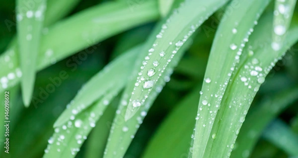 Fototapeta water drops on green grass macro