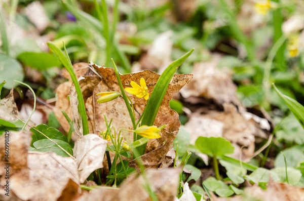 Obraz First yellow spring flowers emerging through dry leaves on forest floor quietly. Low-angle macro of yellow blossoms pushing through dead foliage, serene rebirth scene in early woodland spring.