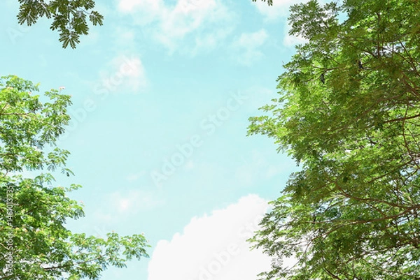 Obraz A tree with many branches and leaves is shown in a sky background.