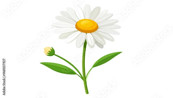 Fototapeta beautiful daisy flower with white petals and bright yellow center, accompanied by small bud and green leaves, symbolizes freshness and nature beauty