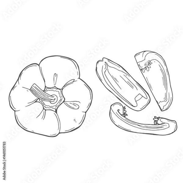 Obraz Hand drawn illustration set of bell peppers isolated on white background. Sketch style vector capsicums. Health eco food fresh farm drawing.