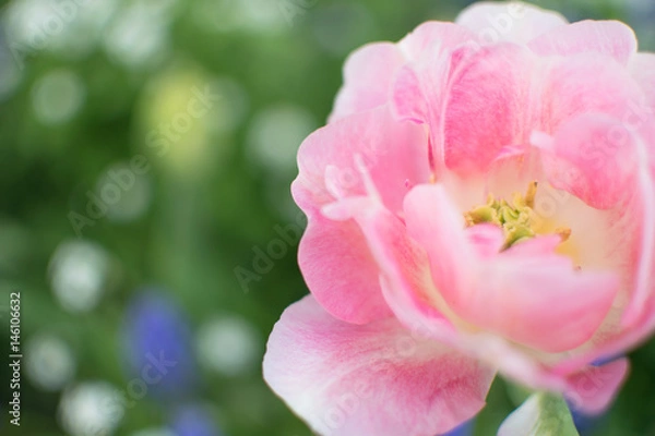 Obraz チューリップ