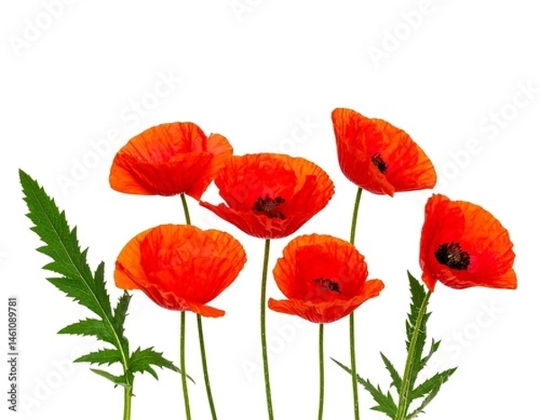 Obraz Vibrant Red Poppies on White Background