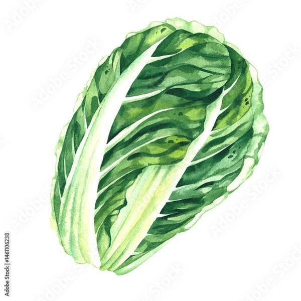 Obraz Chinese cabbage hand drawn vegetable watercolor. Asian cruciferous cabbage isolated for food design, drinks, healthy eating, healthy green salads