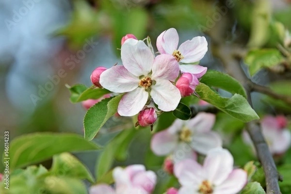 Fototapeta blühender Birnenbaum