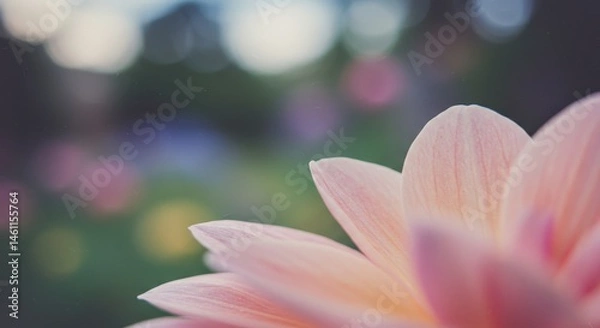 Fototapeta A Close-Up View of a Delicate Pink Flower Petal
