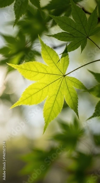 Fototapeta Illuminated Maple Leaf: A Symphony of Green in Nature's Embrace