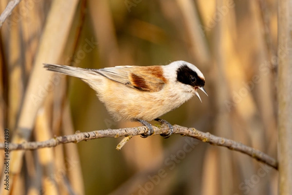 Fototapeta Eurasian Penduline Tit Bird On A Branch