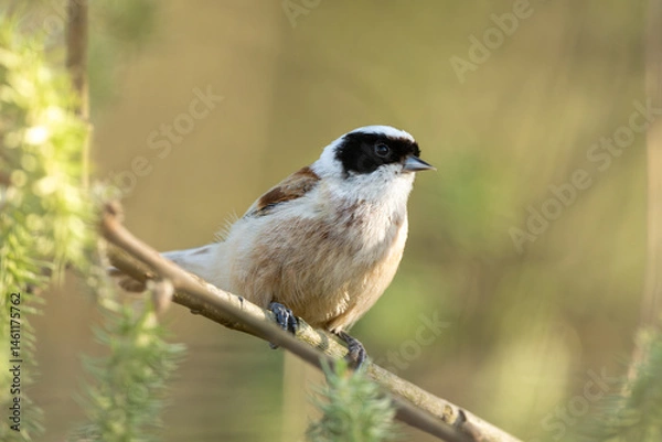Fototapeta Eurasian Penduline Tit On A Tree Branch