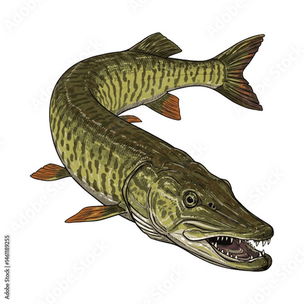 Obraz Muskellunge Fish Vector – Ferocious Freshwater Predator Illustration