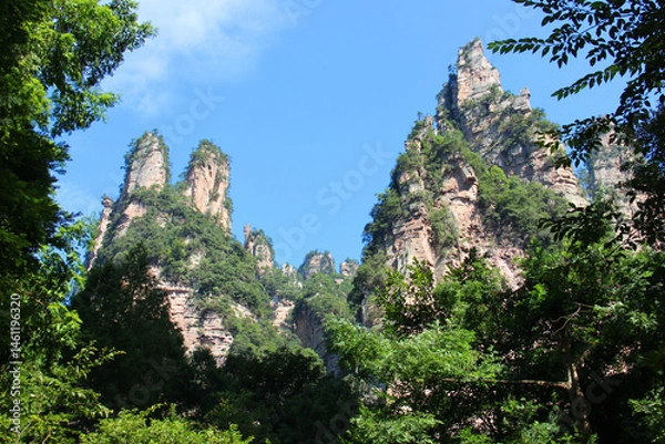 Fototapeta pine tree in the mountains