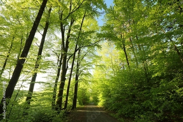 Fototapeta Trail through spring deciduous forest, Poland