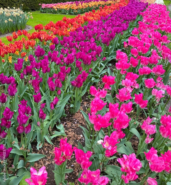 Obraz beautiful flowers on a green field