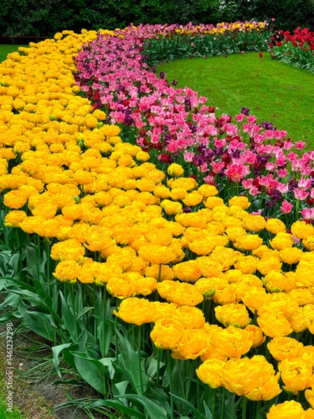 Obraz beautiful flowers on a green field