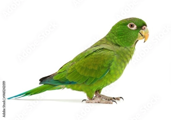 Fototapeta Olive-throated parakeet perched on a white background in studio lighting