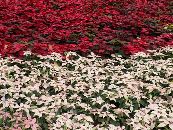 Fototapeta Colorful leaves and flowers for nature background.