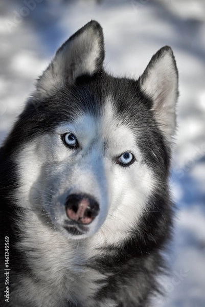 Obraz Portrait Siberian Husky close-up – intense blue eyes and fluffy fur, pet portrait on white background.
