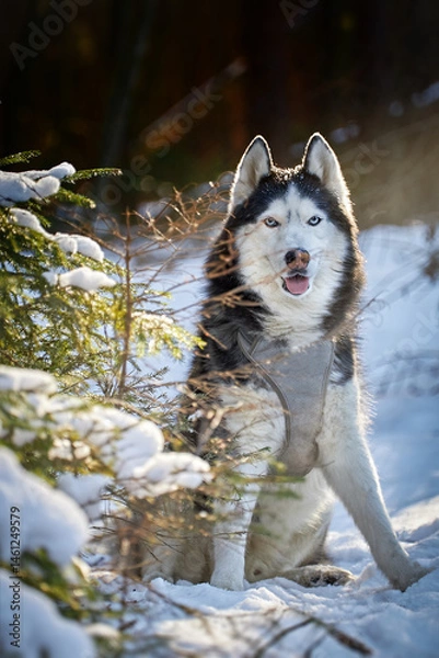 Fototapeta Sunny Winter Day with Husky in Enchanted Forest. Husky in Snow - Perfect for Posters and Calendars.