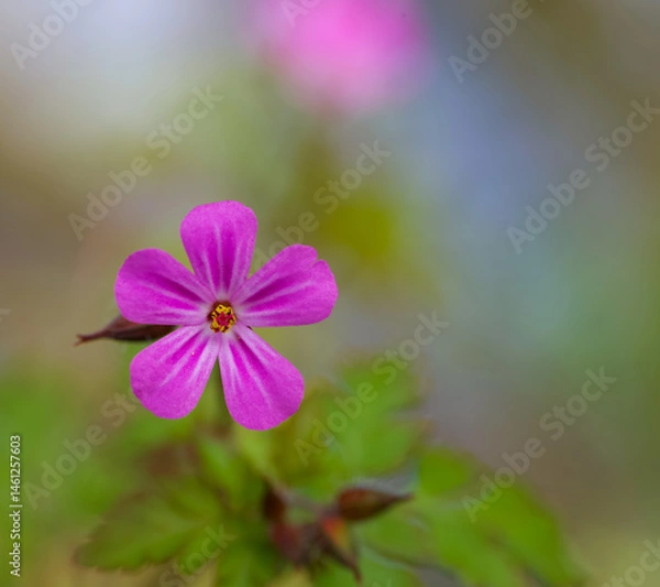 Fototapeta Beautiful close-up of geranium robertianum