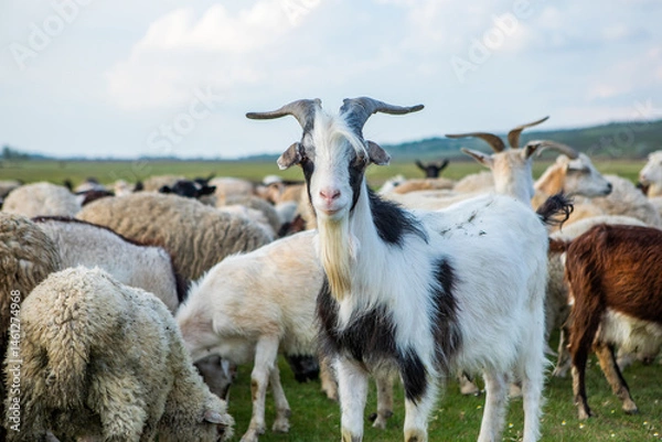 Fototapeta Herd of sheep grazing on a green meadow in the village in Republic of Moldova.