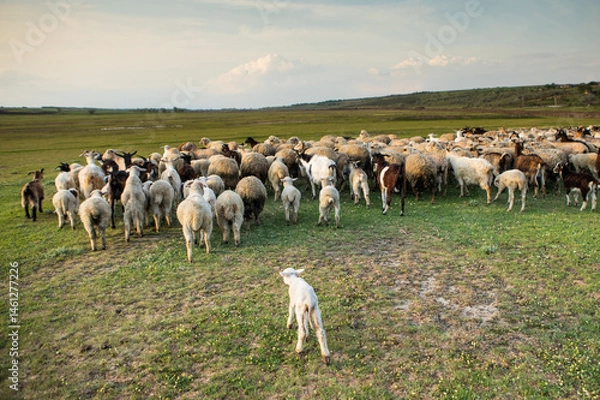 Fototapeta Herd of sheep grazing on a green meadow in the village in Republic of Moldova.