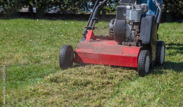 Fototapeta Gardener uses a scarifier to remove moss from a lawn, improving its health and appearance, Seasonal gardening on a bright sunny spring day,