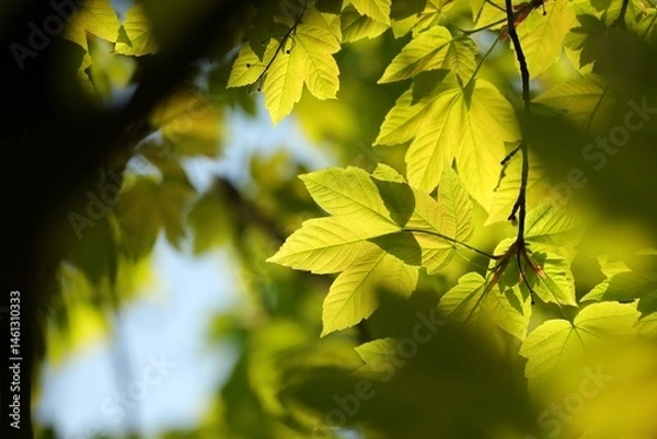 Fototapeta Close-up of spring maple leaves on tree branch