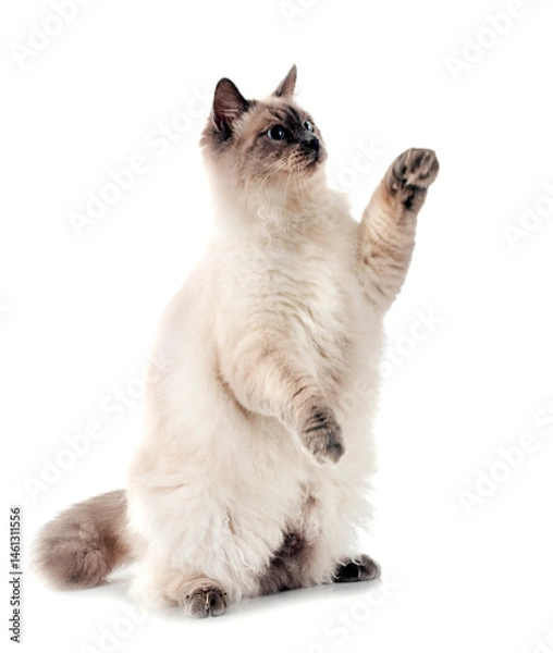 Fototapeta siberian cat in studio