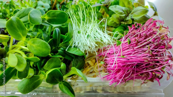 Fototapeta Fresh assorted microgreens with vibrant colors in plastic box