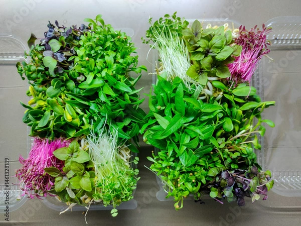 Fototapeta Fresh microgreens mix in two open plastic containers