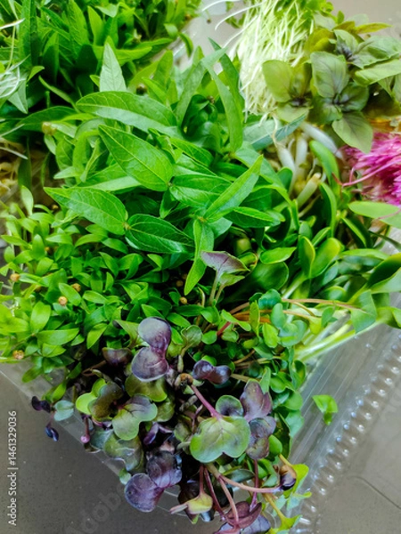 Fototapeta Vibrant close-up of assorted microgreens in plastic container