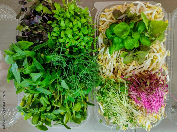 Fototapeta Assorted fresh microgreens and sprouts in plastic containers