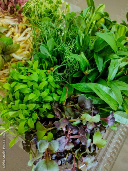 Fototapeta Colorful microgreens mix with fresh herbs and sprouts