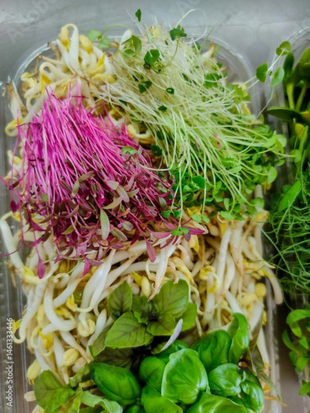 Fototapeta Fresh colorful microgreens and sprouts assortment in a tray