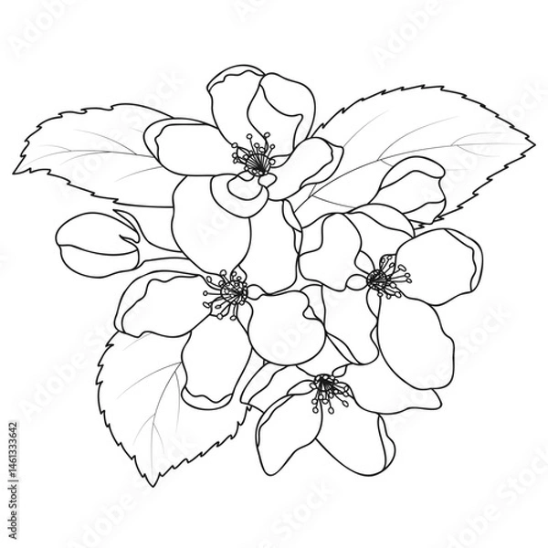 Fototapeta Apple Blossom Outline Spring Fruit Tree Flowers