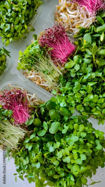 Fototapeta Colorful variety of fresh microgreens in plastic containers