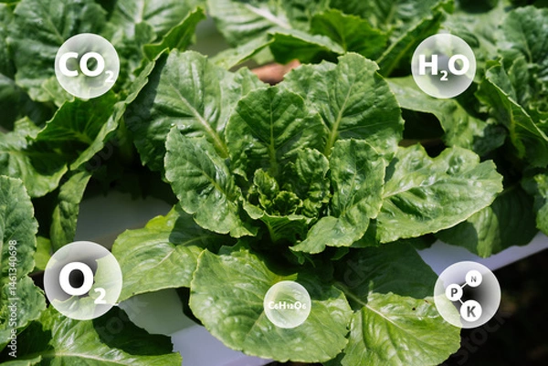 Obraz Fresh Green Lettuce with Nutrients and Environmental Elements