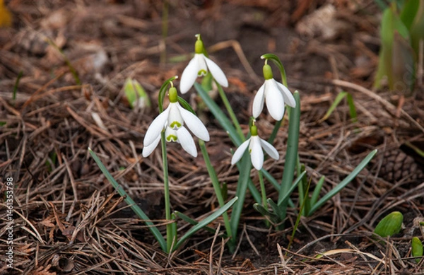 Fototapeta Snowdrops Blooming in Early Spring Garden, Latvia