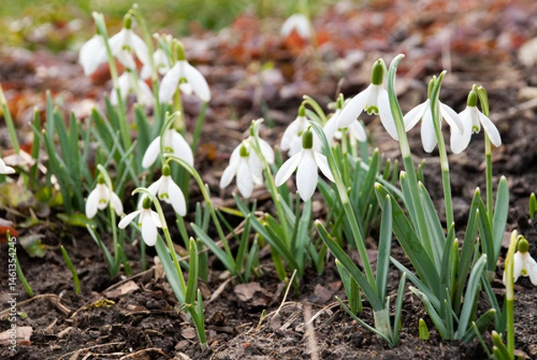 Fototapeta Snowdrops Blooming in Early Spring Garden, Latvia