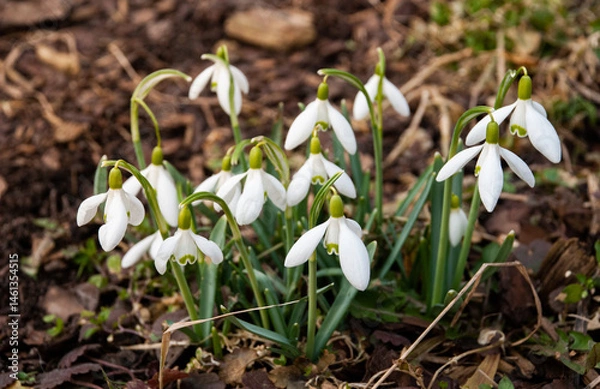Fototapeta Snowdrops Blooming in Early Spring Garden, Latvia