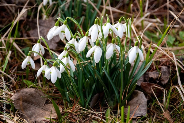 Fototapeta Snowdrops Blooming in Early Spring Garden, Latvia