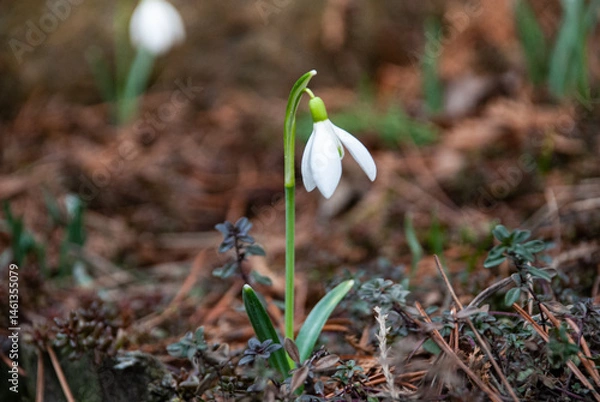 Fototapeta Snowdrops Blooming in Early Spring Garden, Latvia