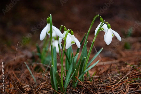 Fototapeta Snowdrops Blooming in Early Spring Garden, Latvia