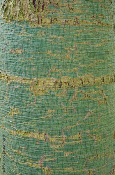 Fototapeta Beautiful close-up of brachychiton rupestris