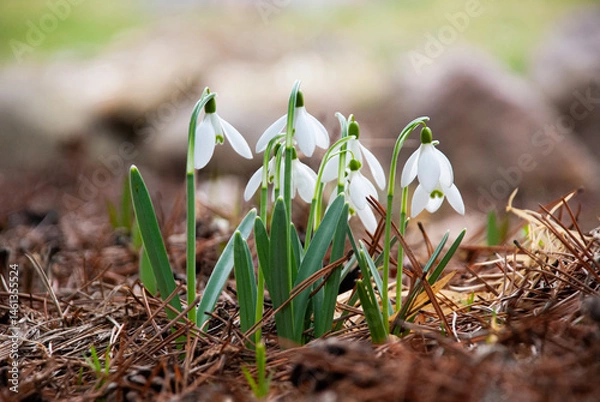 Fototapeta Snowdrops Blooming in Early Spring Garden, Latvia