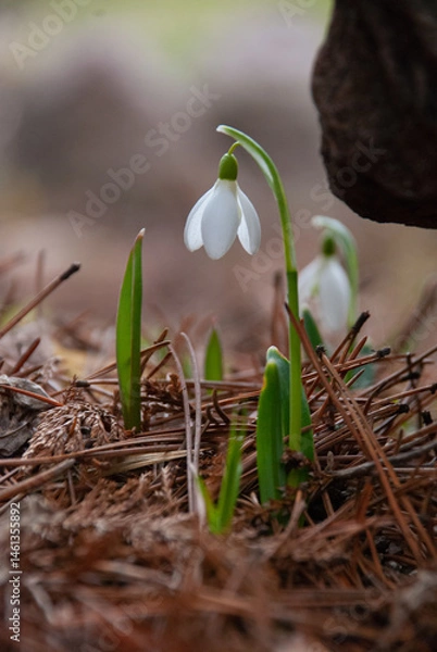 Fototapeta Snowdrops Blooming in Early Spring Garden, Latvia