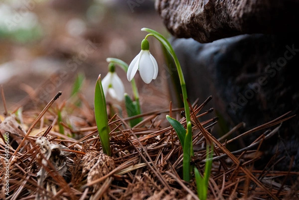 Fototapeta Snowdrops Blooming in Early Spring Garden, Latvia